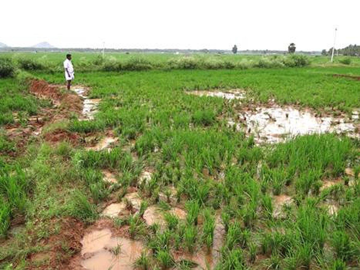 பழனியருகே தனியார் நெல்வயலில் காட்டு யானைகள் அட்டகாசம்